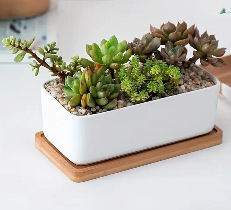 Elegantes Bambus-Serviertablett - Perfekt für Obst, Desserts