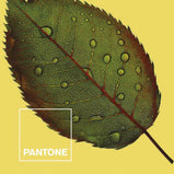 Steppdecke Nature Pantone